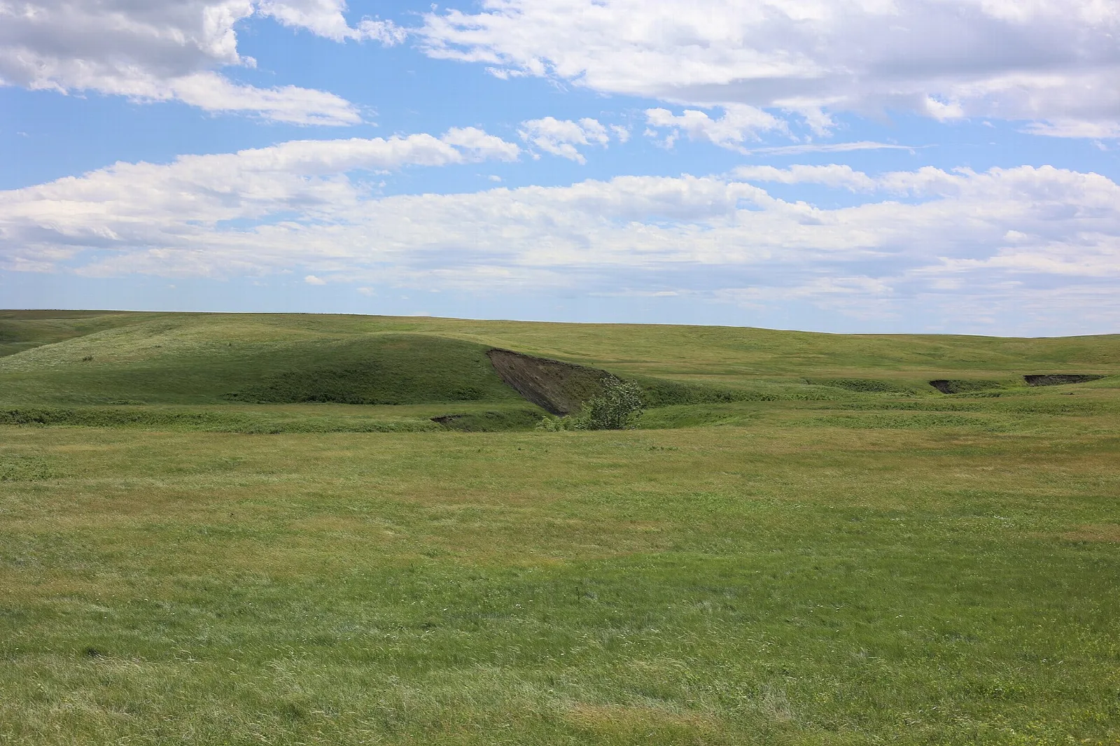 Rolling green prairie hills with a small eroded draw and a lone shrub under a sky of streaked white clouds