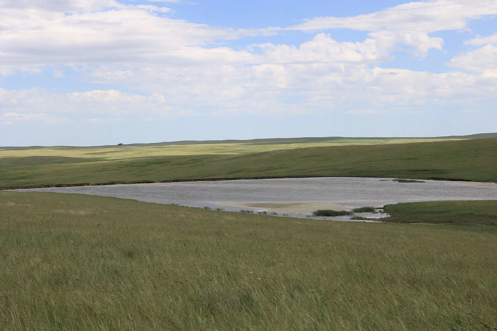 Shallow pale pond set in wide green grassland that rolls flat to the horizon under scattered clouds