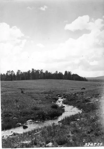 Apache National Forest