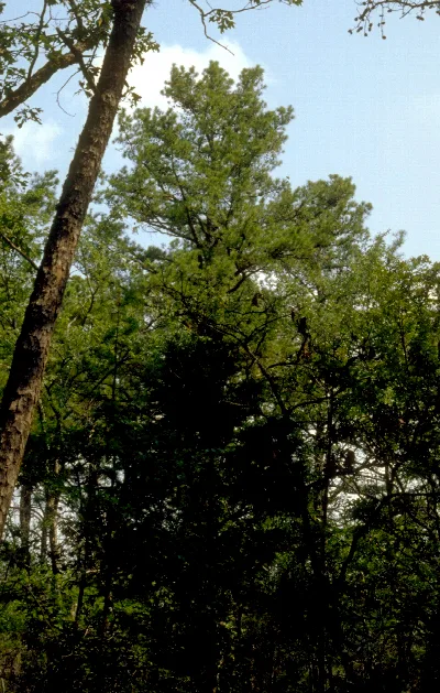 Ozark National Forest