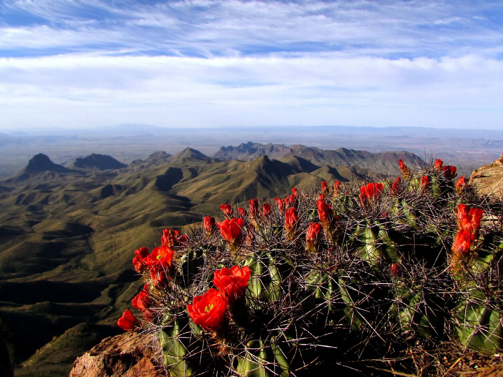 Red cactus flowers on a rocky rim above a vast desert of distant ridges