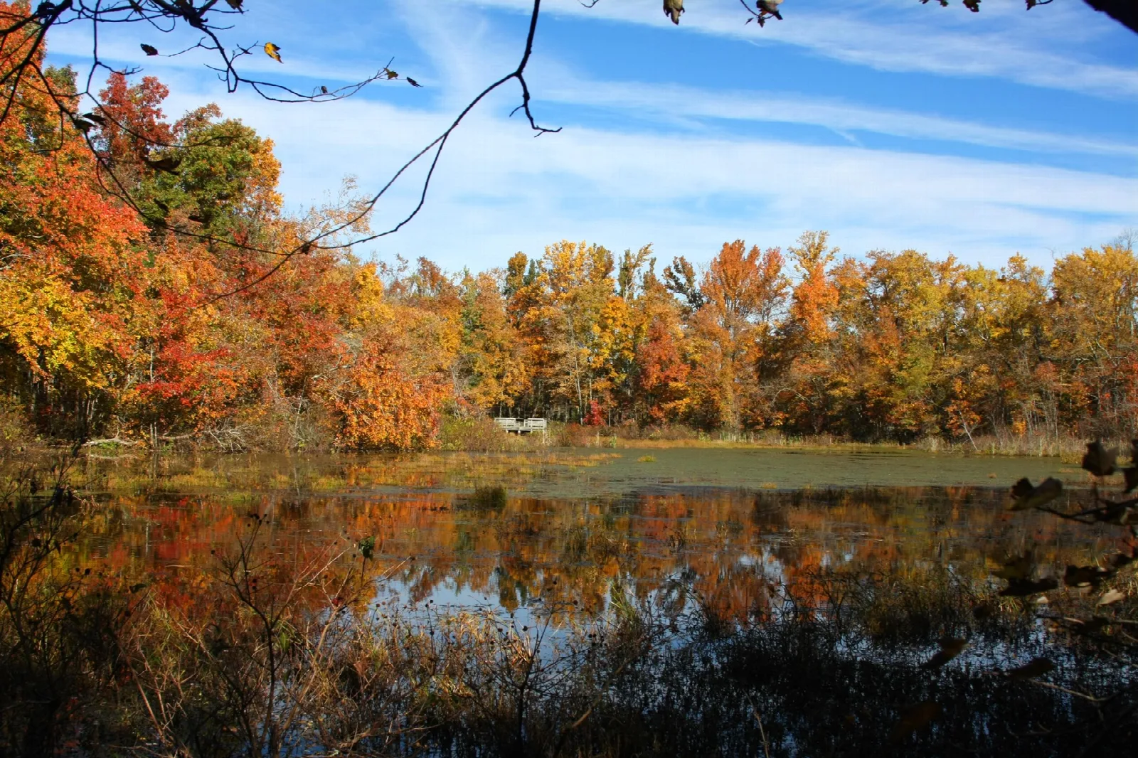 Red and orange autumn trees reflected in a still pond under a blue sky