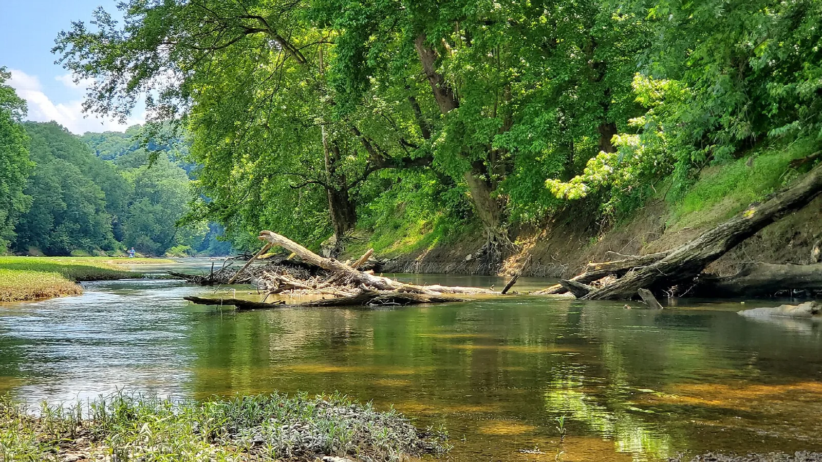 A calm, green river curving past wooded banks and driftwood