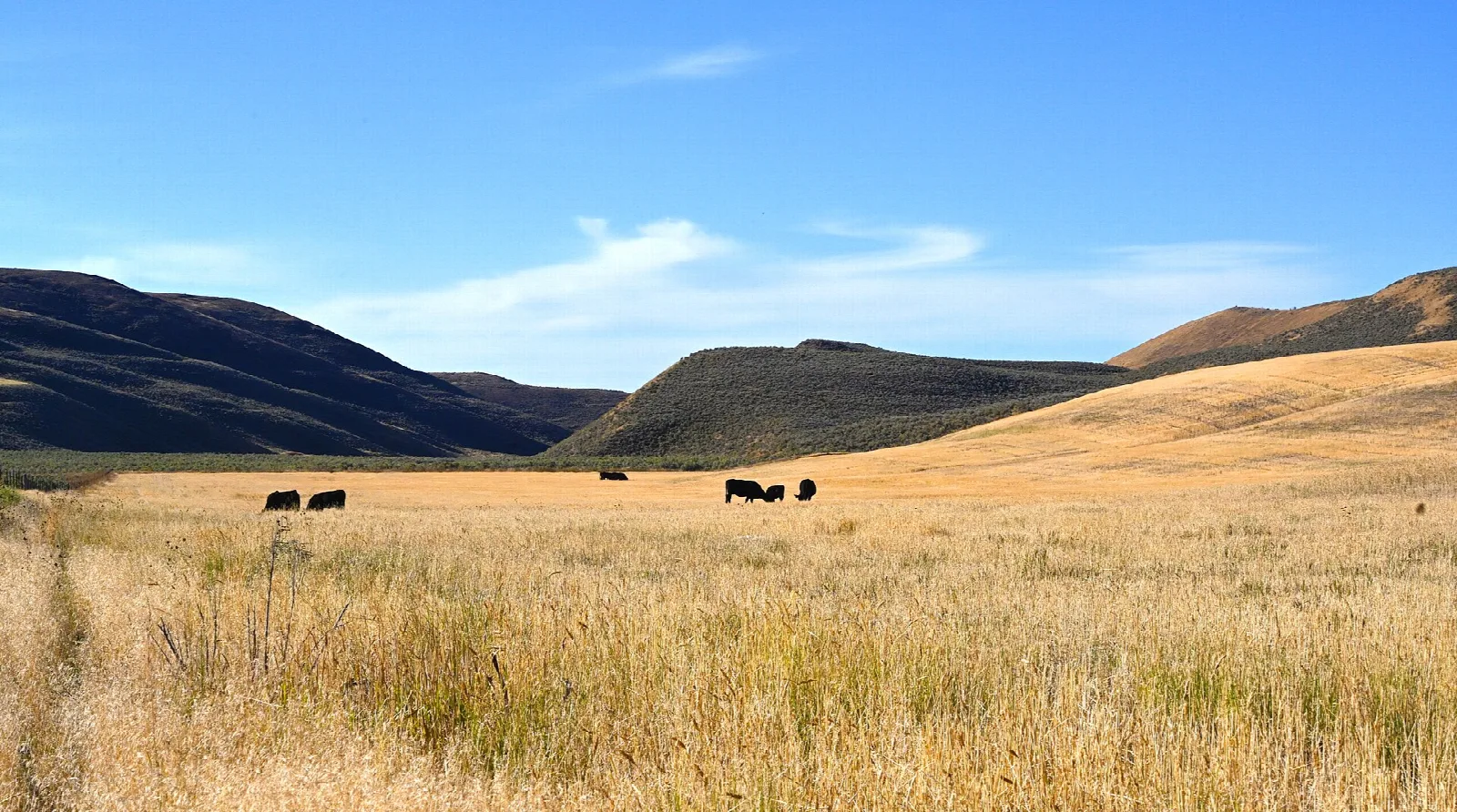 Black cattle scattered across a wide golden grass valley between dark rounded hills