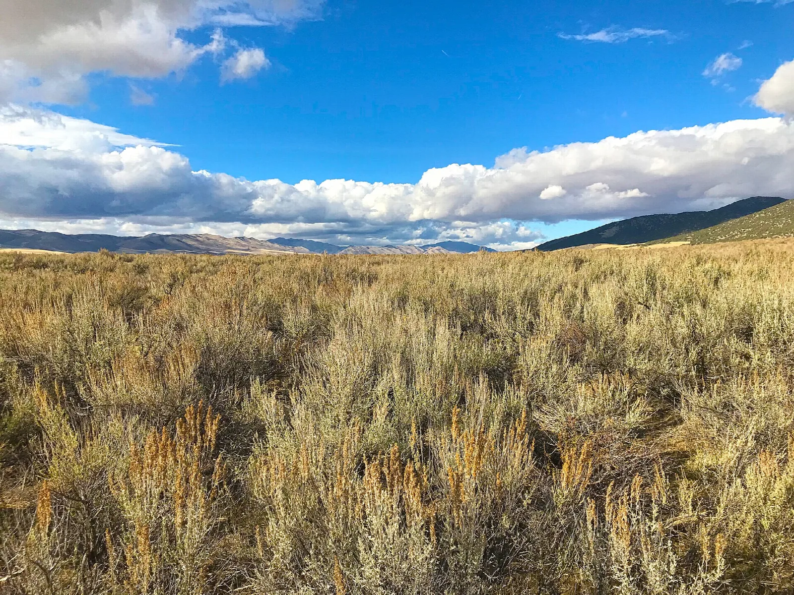 Golden sagebrush and grass stretching to low hills beneath a band of white clouds and blue sky