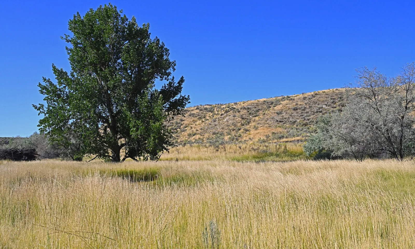 Single leafy tree standing in tall golden grass in front of a sagebrush hillside under deep blue sky