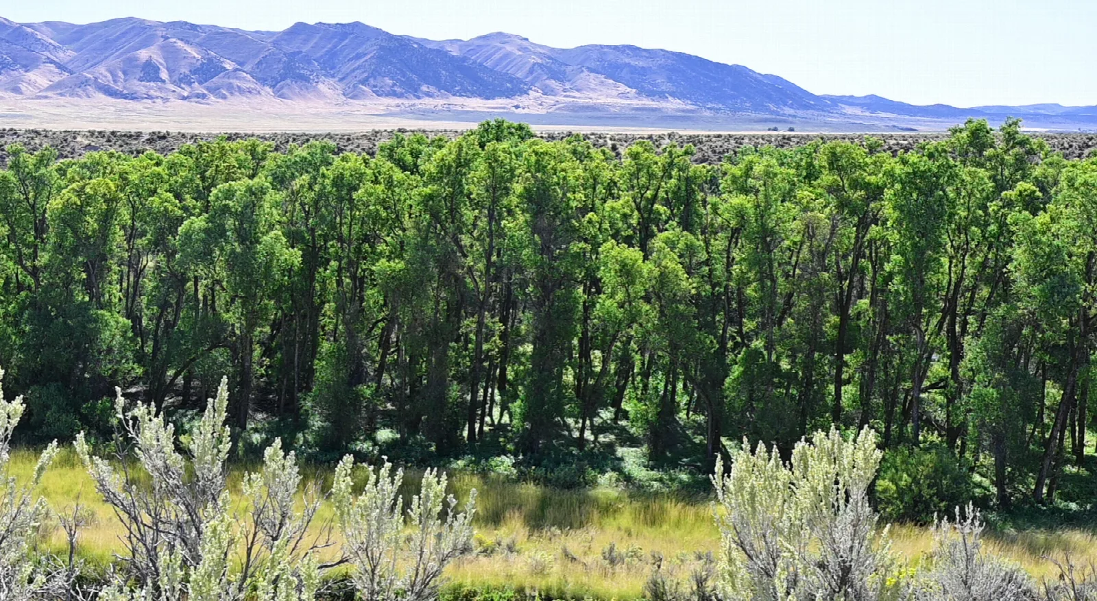 Dense band of green cottonwoods beyond silver sagebrush, with a long bare mountain range behind