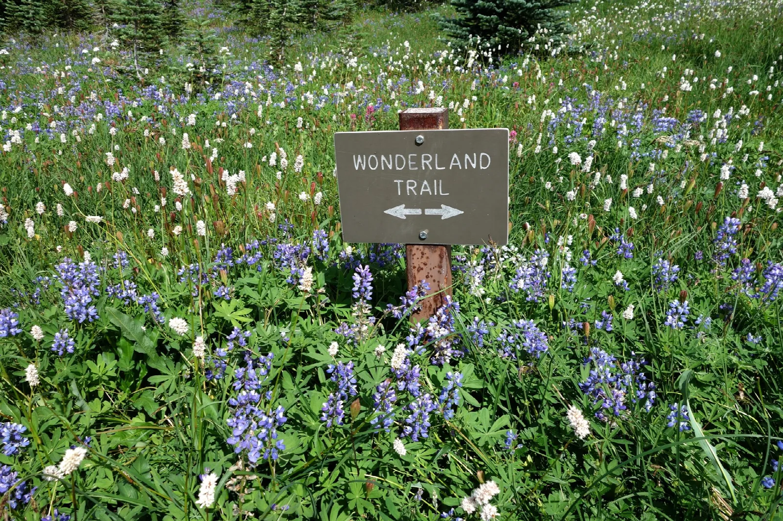 A trail sign in a meadow of purple lupine and white wildflowers