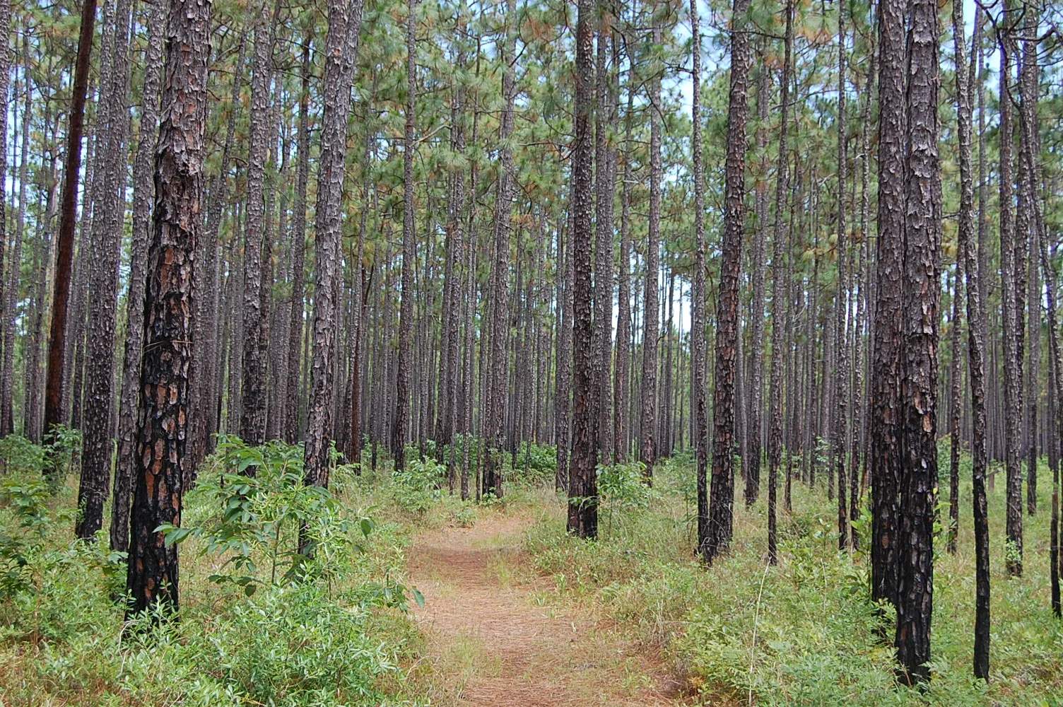 Francis Marion National Forest