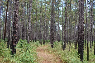 Francis Marion National Forest