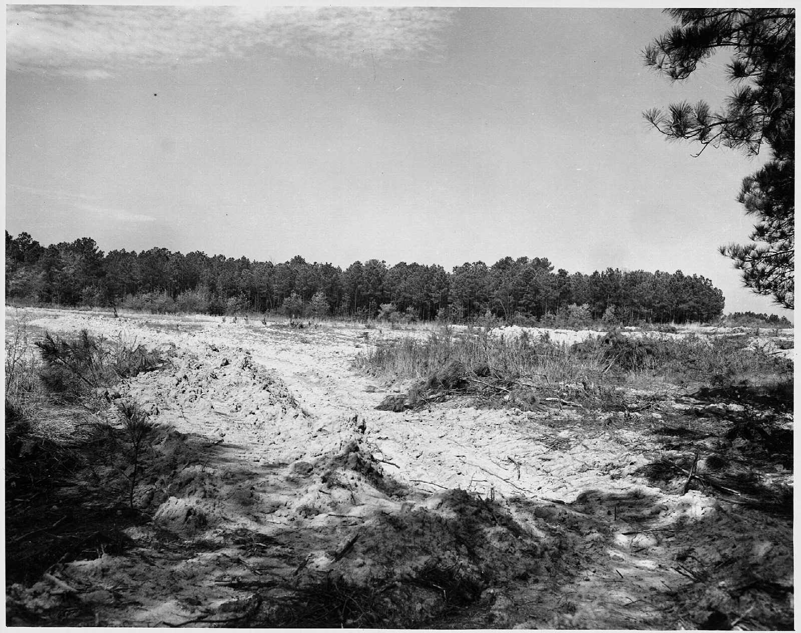 Sumter National Forest