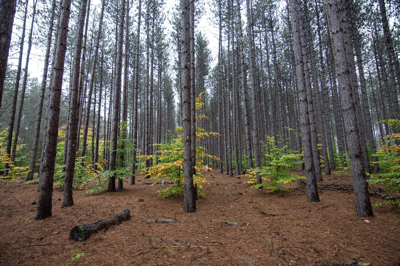 Manistee National Forest