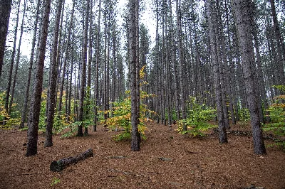 Manistee National Forest