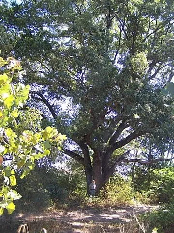 Caddo National Grassland