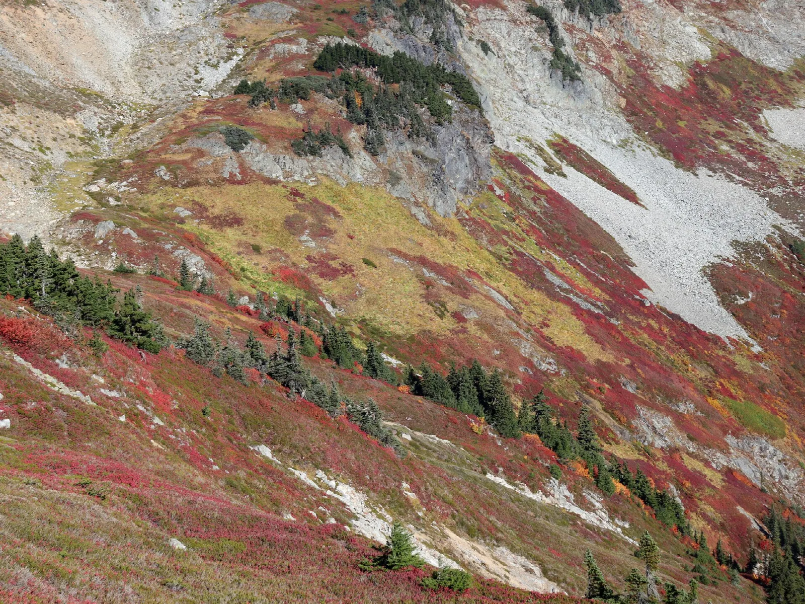 Red and gold autumn heather on a steep mountainside below snow patches