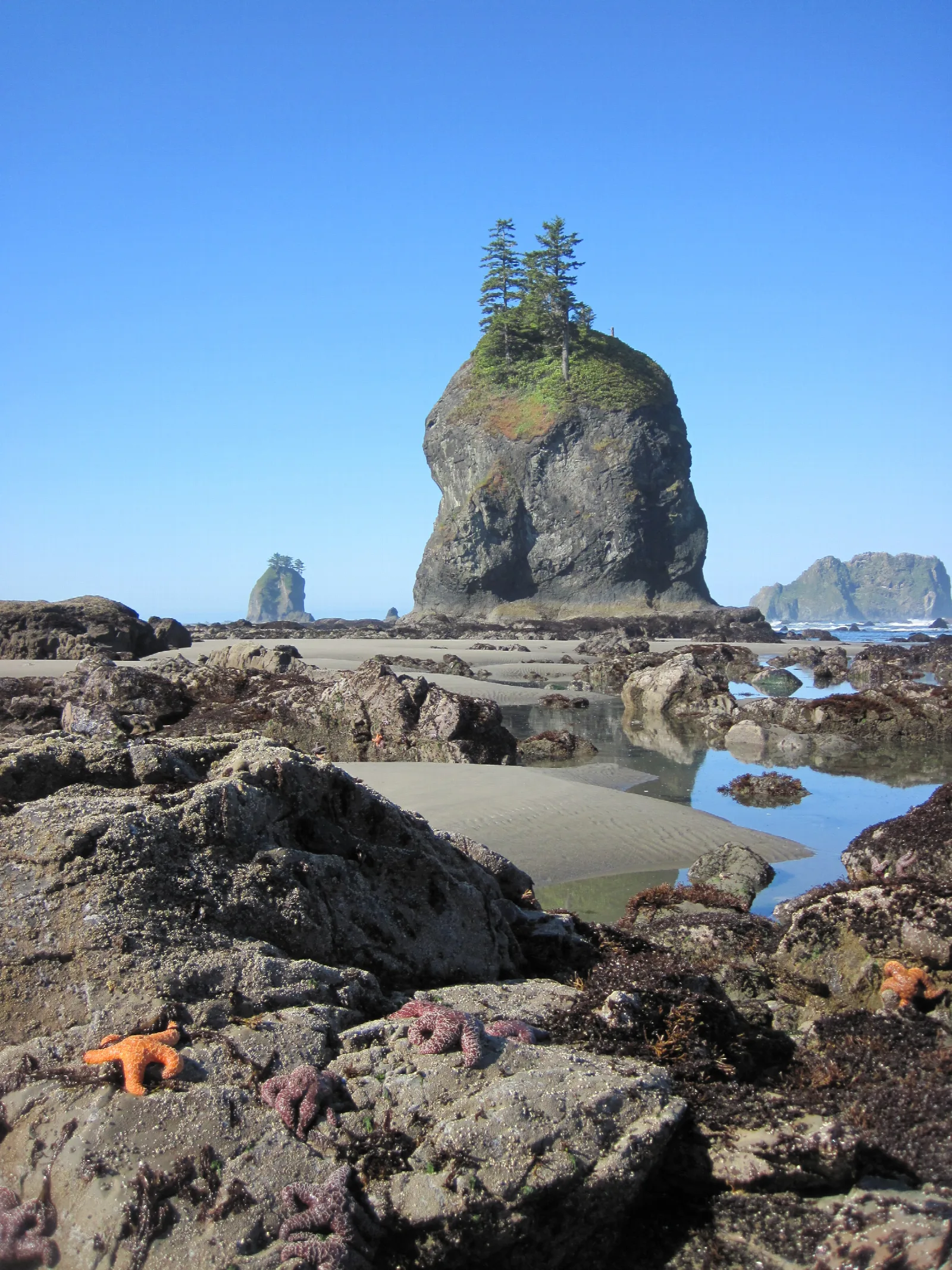 Orange sea stars on a rocky coast.