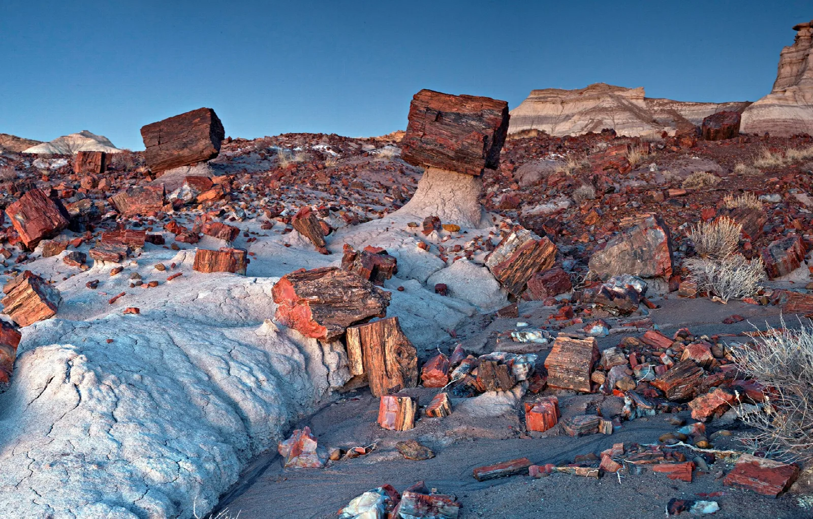 Colorful chunks of petrified logs scattered over pale badlands under a blue sky