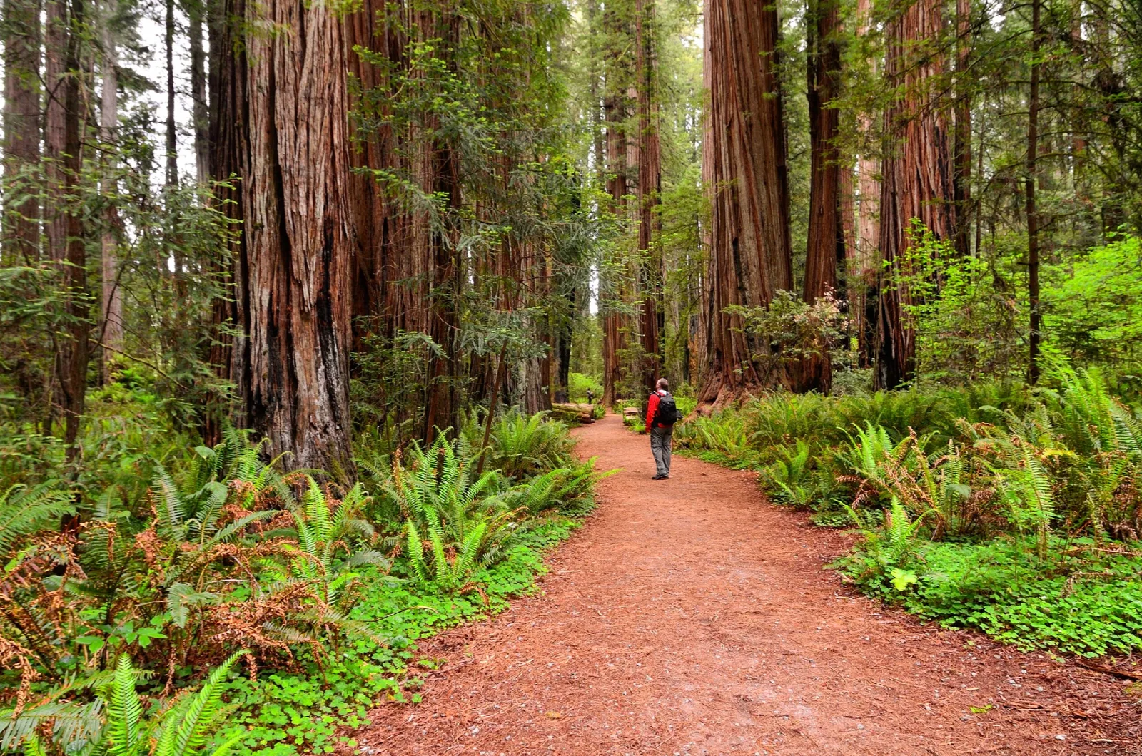 A hiker on a trail beneath towering redwood trunks and ferns