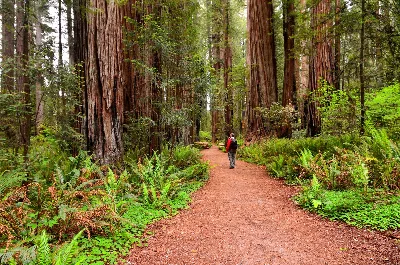 Redwood National and State Parks
