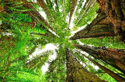 Redwood National and State Parks