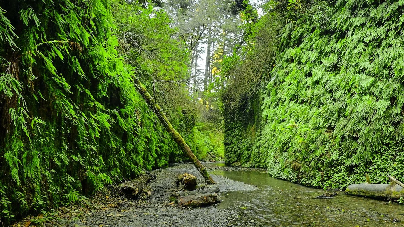 A narrow canyon with walls draped in green ferns above a shallow creek