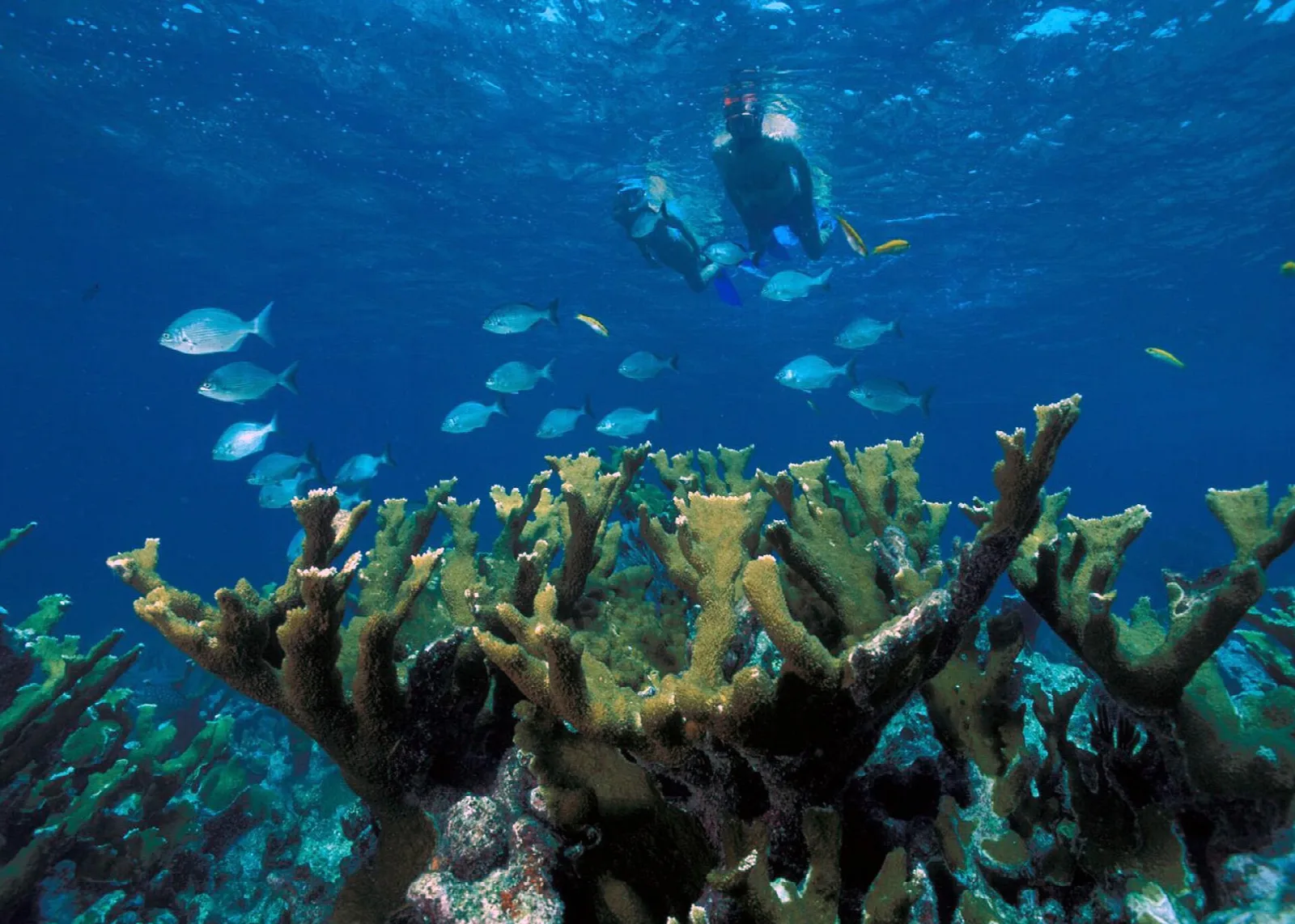A snorkeler at the surface above branching elkhorn coral and small blue fish