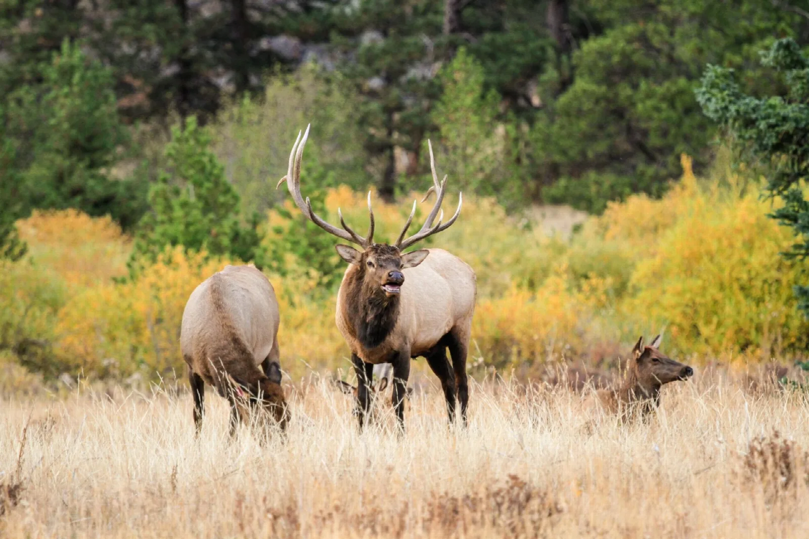 A bull elk and cows in golden grass in front of autumn aspens
