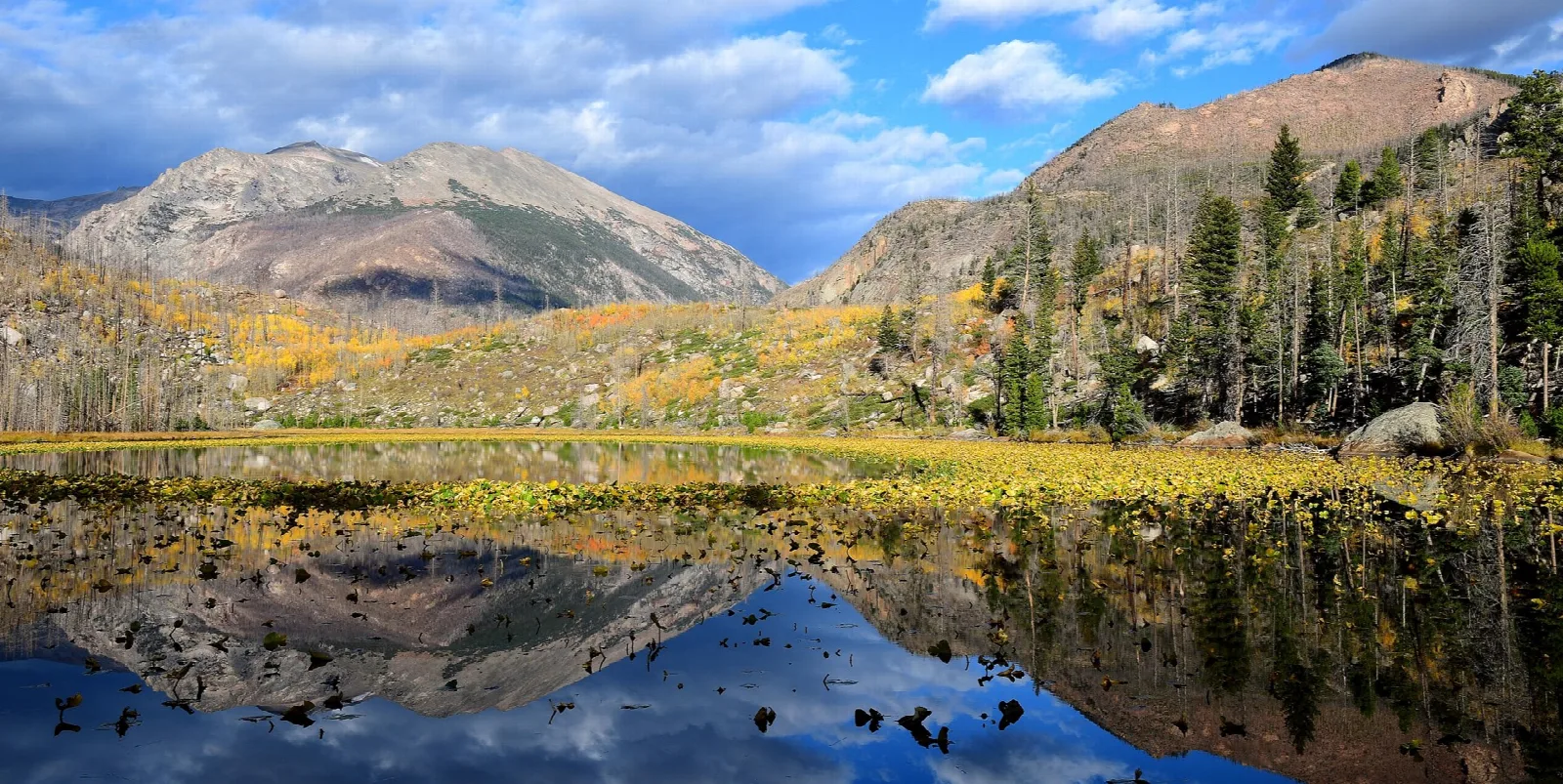 Golden aspens and mountains reflected in a lily-covered lake under a blue sky