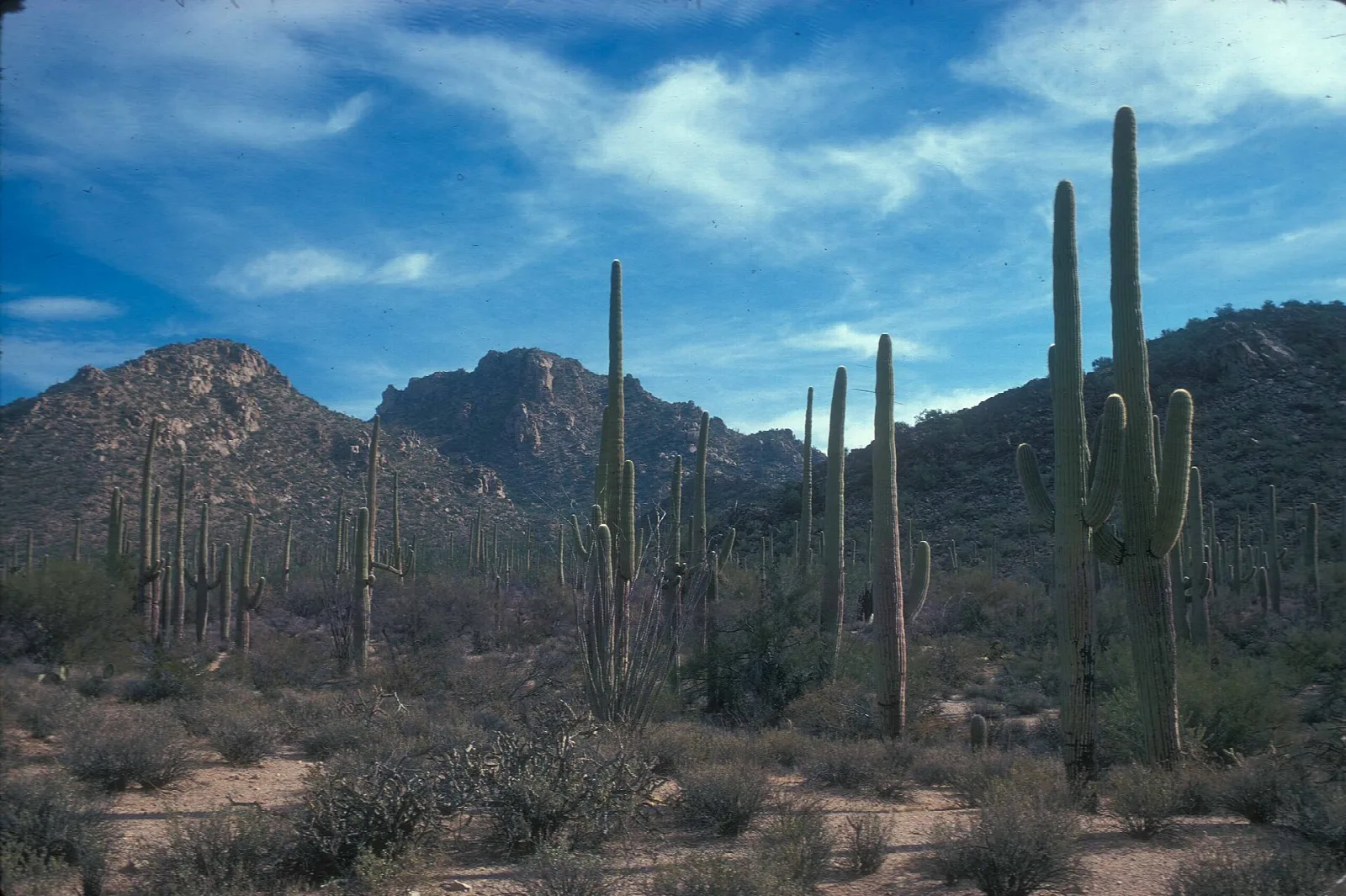 Saguaros scattered across a desert slope beneath rugged peaks and blue sky