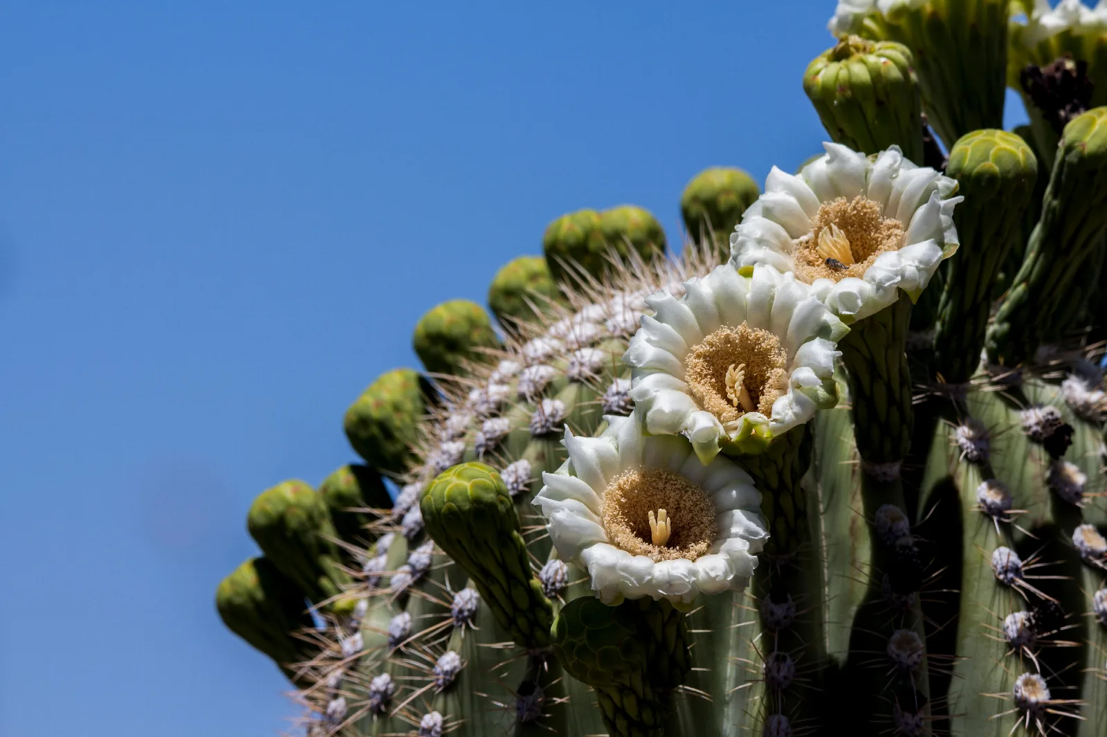 Saguaro flowers