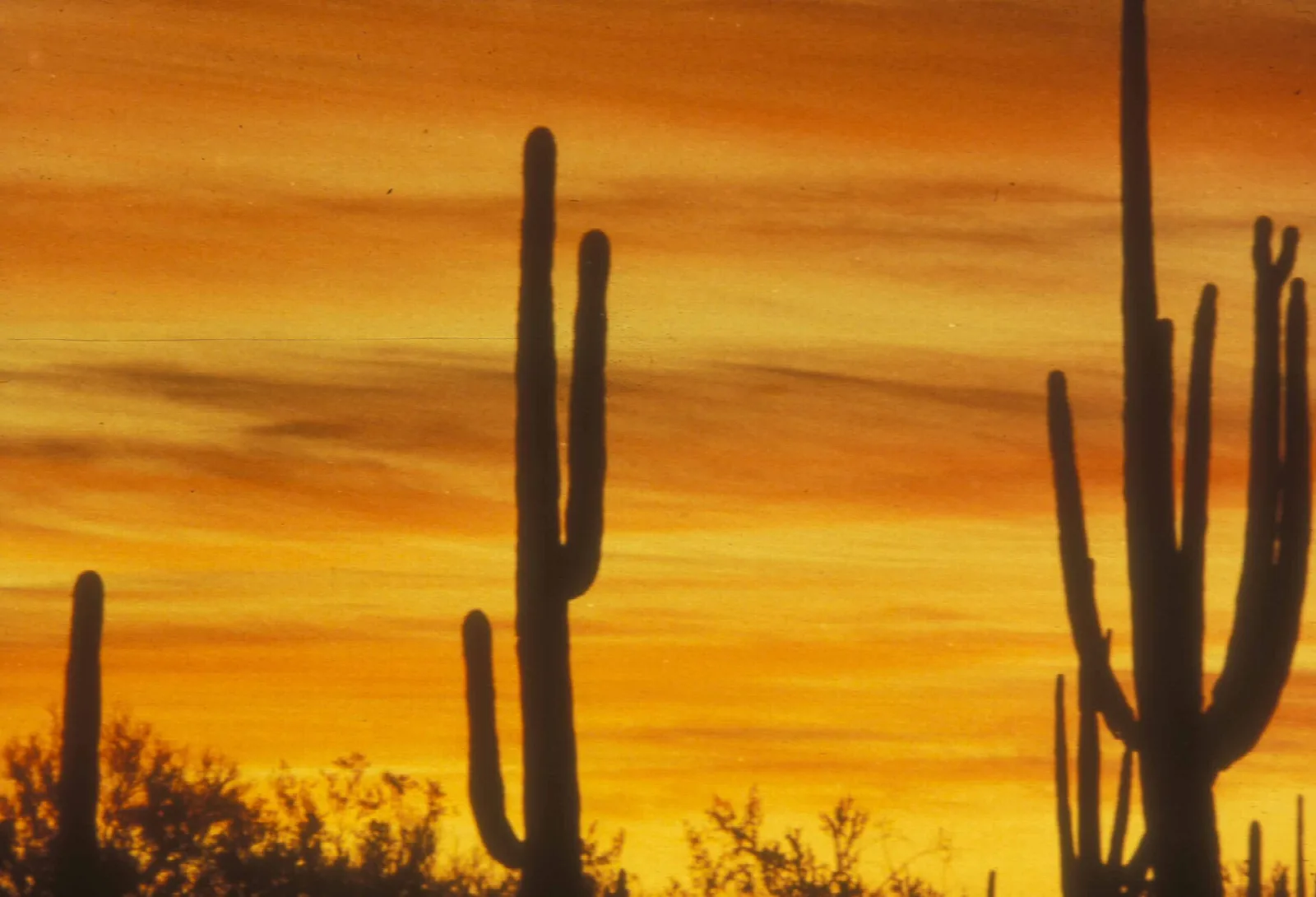 Tall saguaro cacti silhouetted against a blazing orange sunset sky