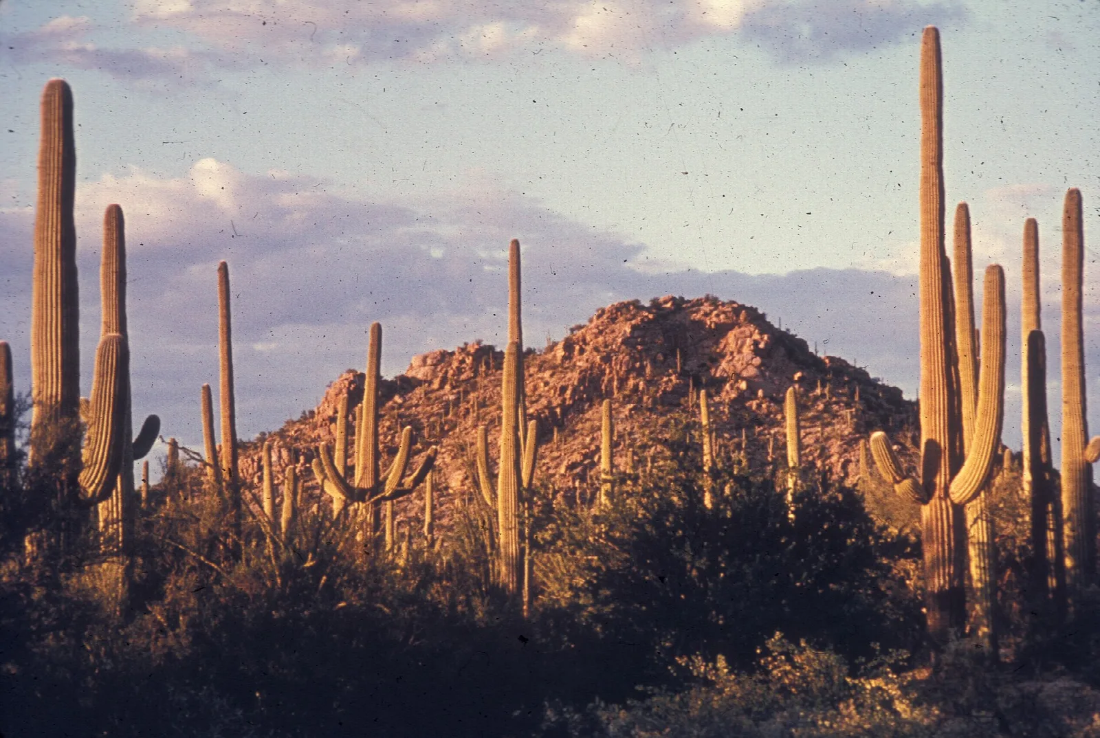 Saguaros framing a rocky hill lit warm by late sun