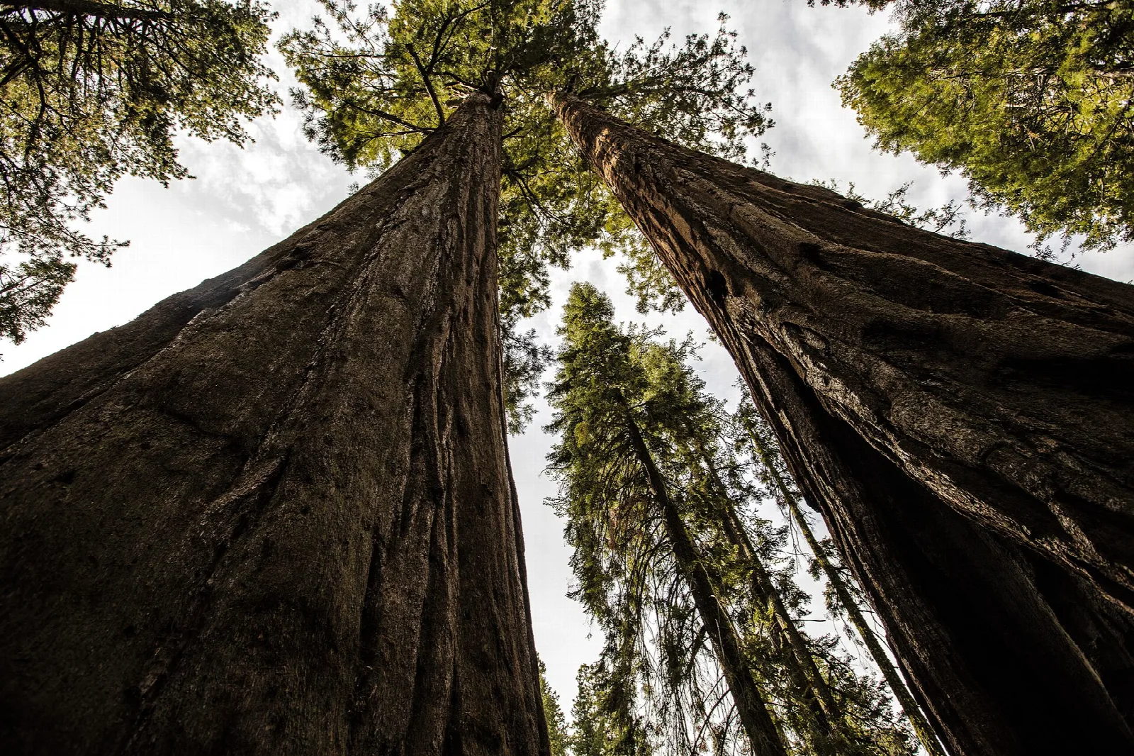 Looking straight up the towering, cinnamon-colored trunks of giant sequoias into the sky