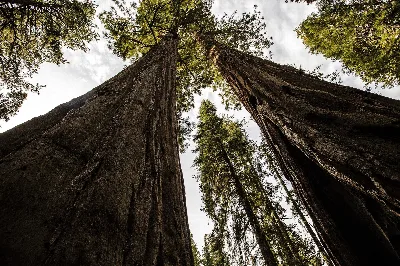 Sequoia National Park
