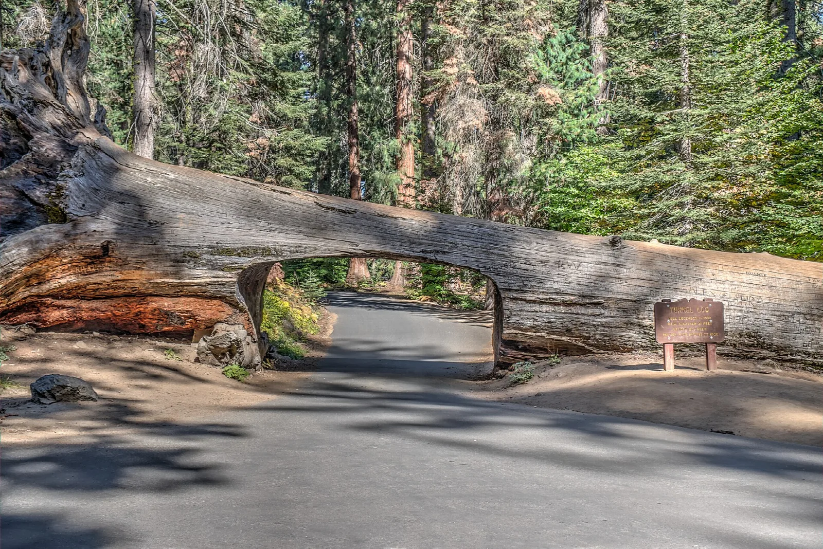 A road passing through a tunnel cut in a fallen giant sequoia