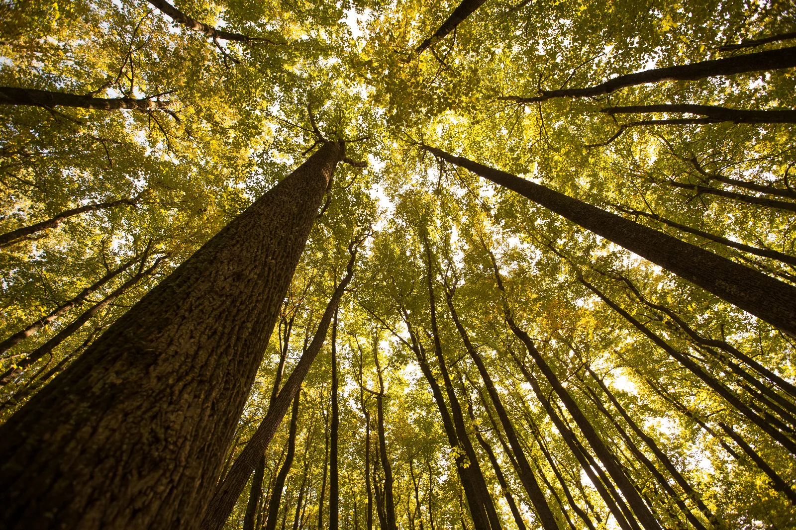 Looking up at a poplar stand canopy, which is turning yellow in fall.