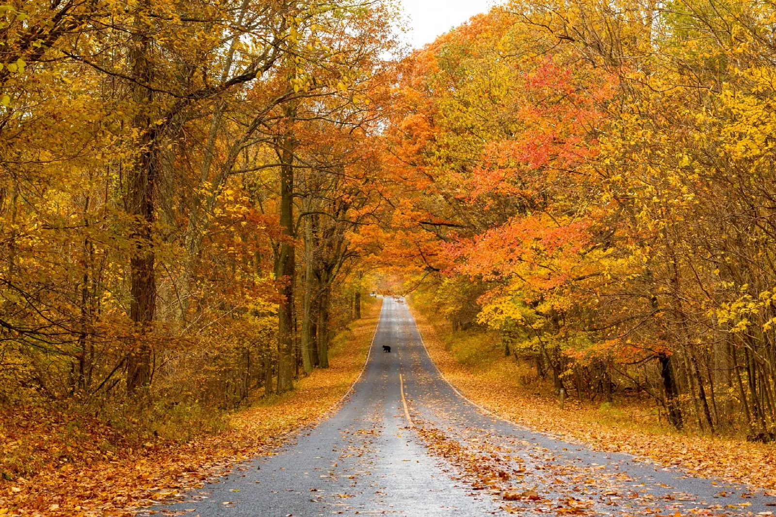 A road disappearing through a tunnel of orange and gold autumn trees