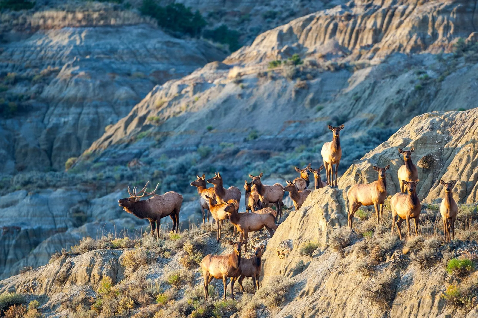 A herd of elk on a blue-gray badlands slope