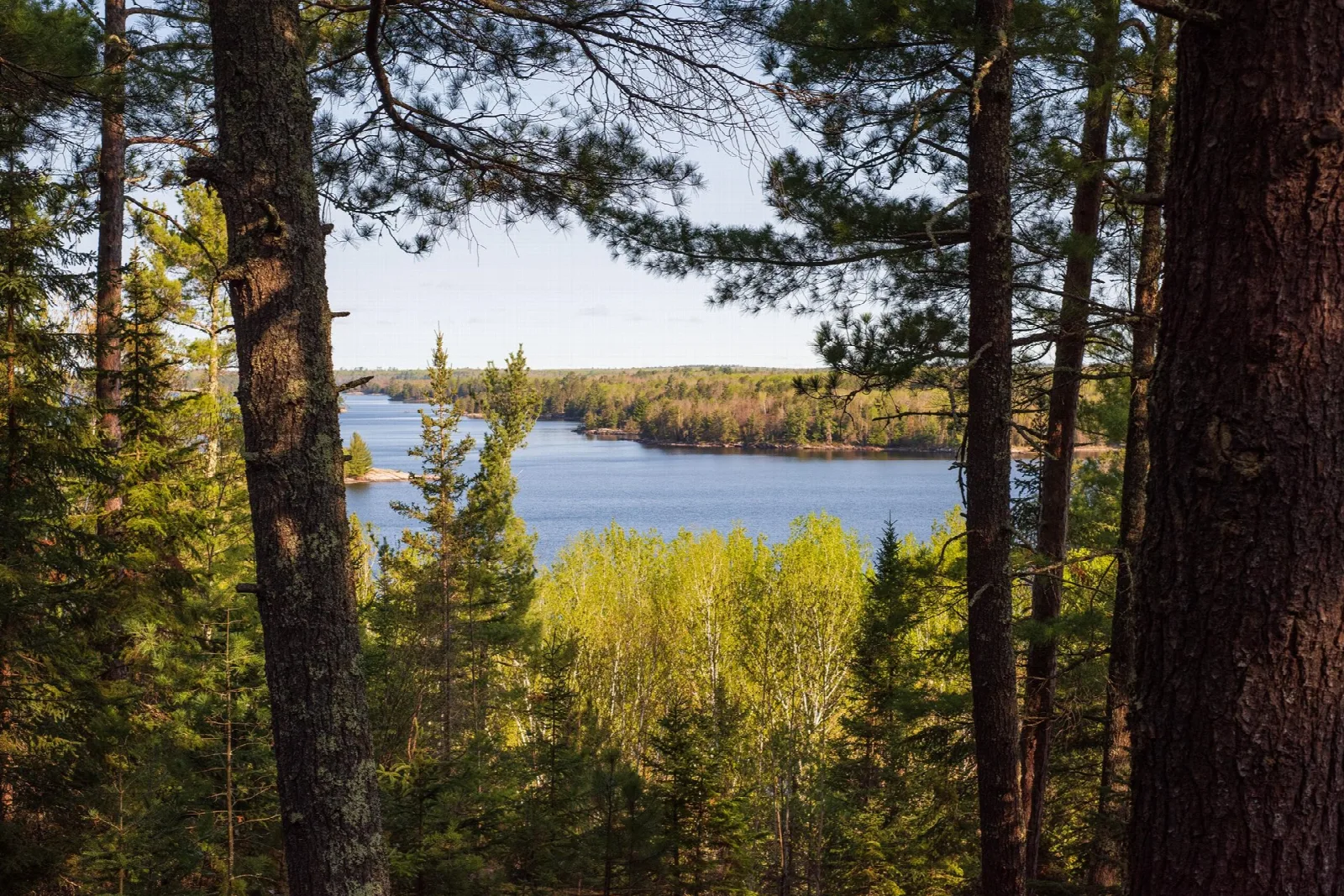 A blue lake and forested islands seen between tall pine trunks