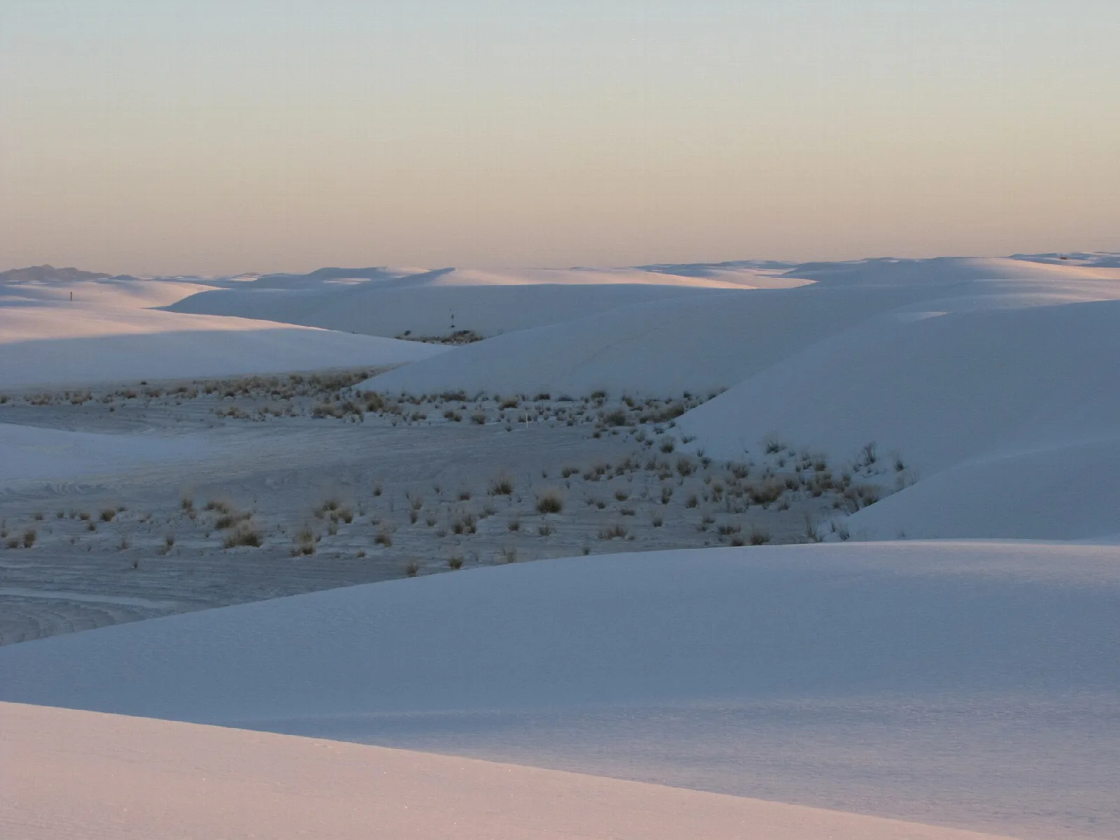 Pale pink light over low dunes and scattered plants
