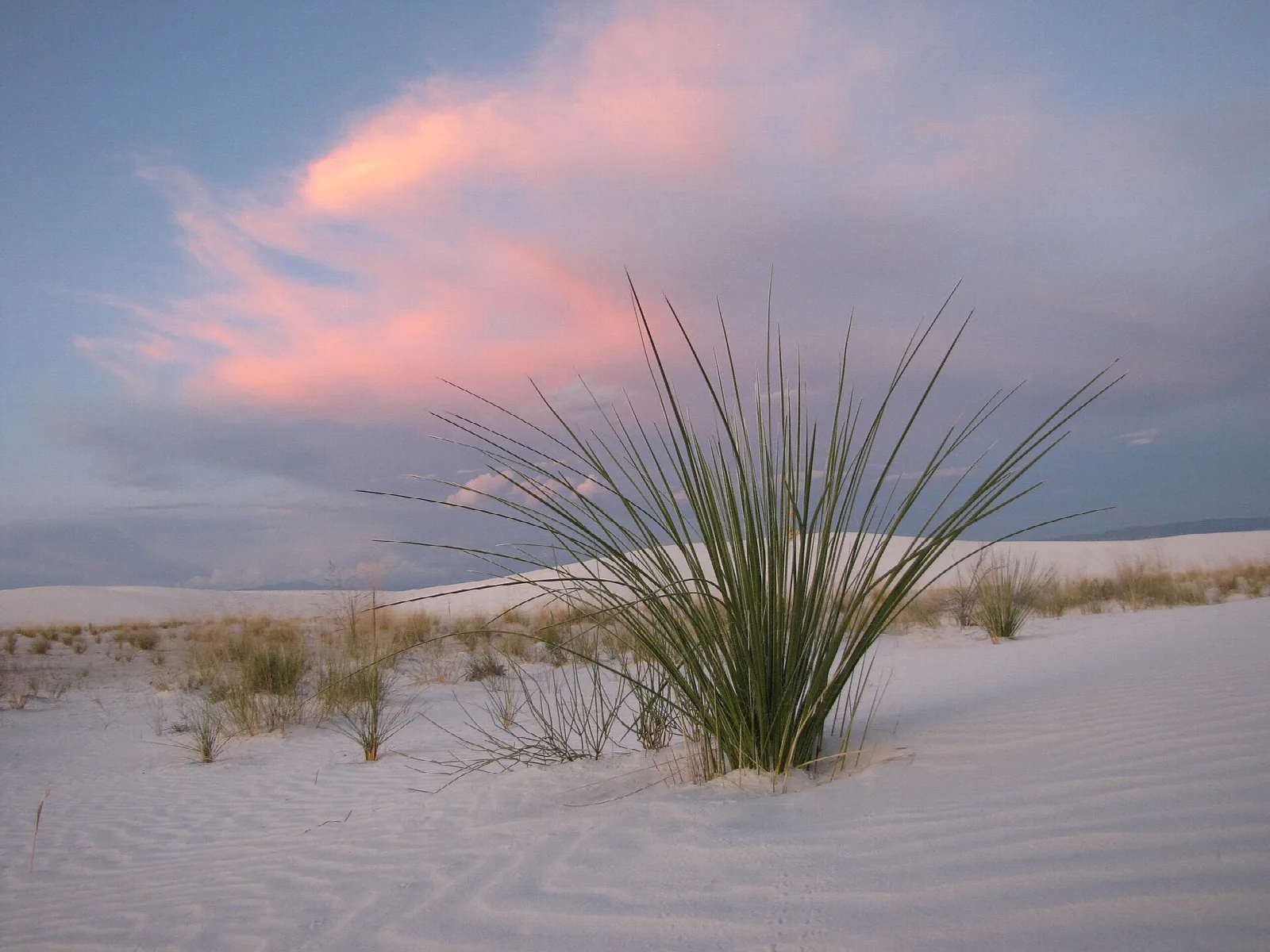 A yucca on a white dune beneath pink sunset clouds