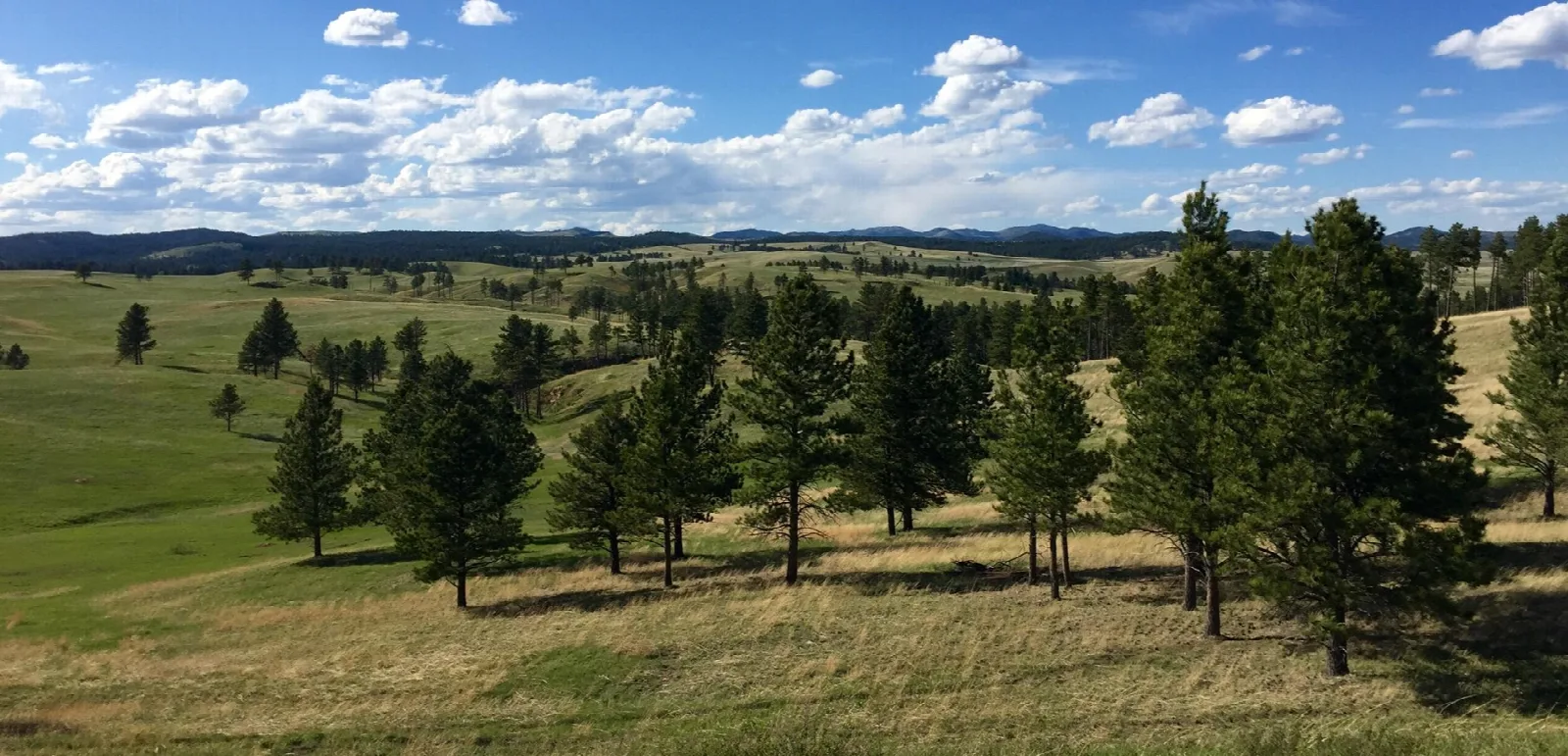 Scattered ponderosa pines across a green, rolling grassland
