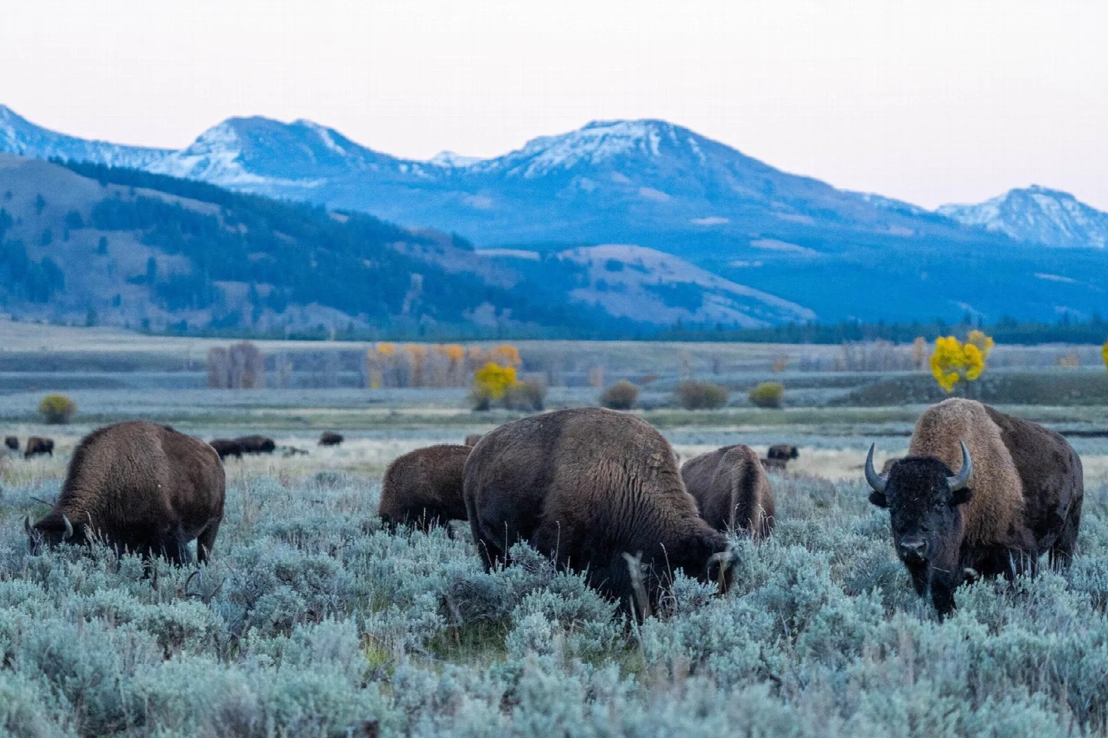 Bison grazing in sagebrush beneath snow-dusted mountains