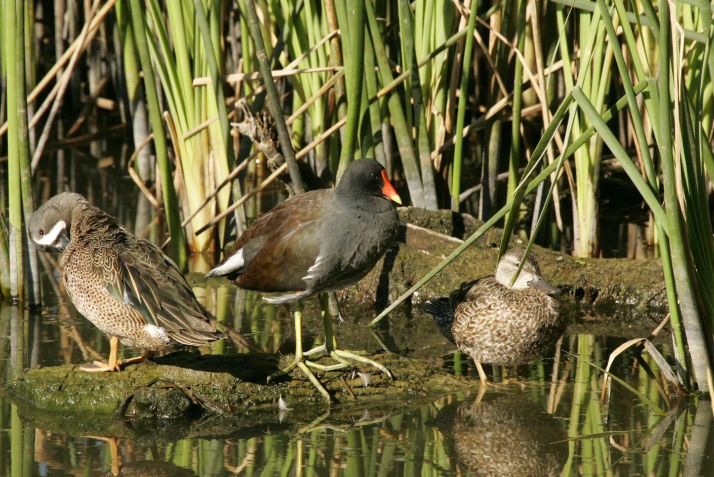 Moody National Wildlife Refuge