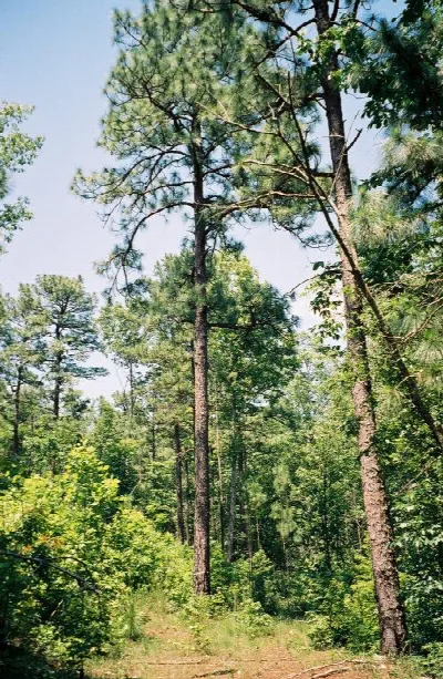 Mountain Longleaf National Wildlife Refuge
