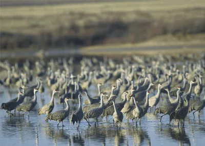 Muleshoe National Wildlife Refuge