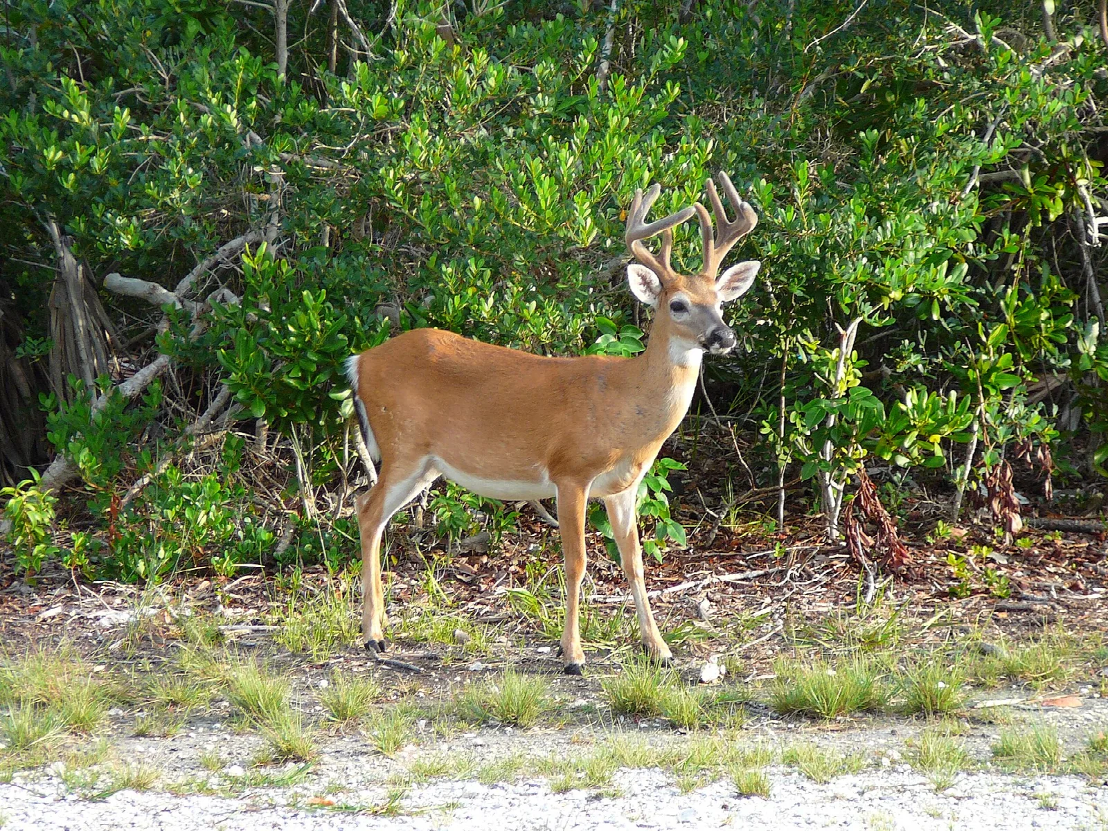 National Key Deer Refuge