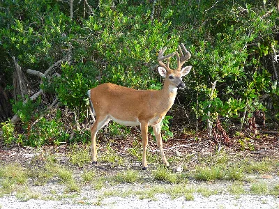 National Key Deer Refuge