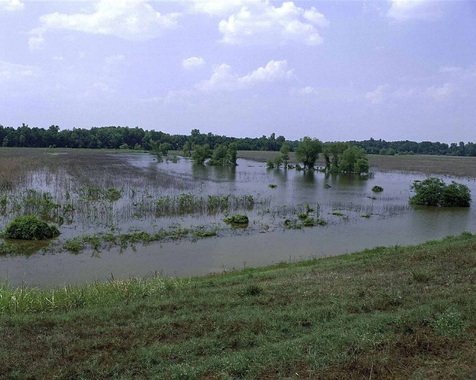 Panther Swamp National Wildlife Refuge