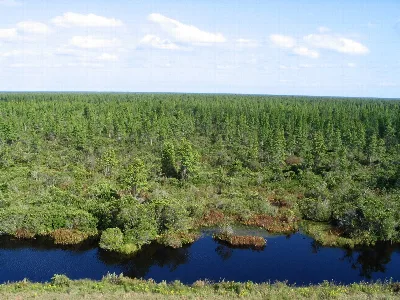 Pocosin Lakes National Wildlife Refuge
